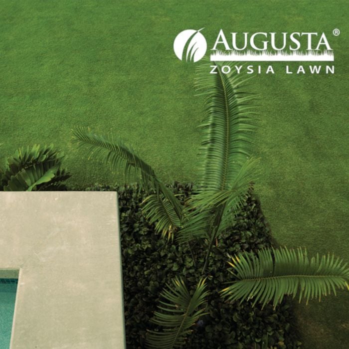 Thumbnail Augusta Zoysia Thumbnail Augusta Zoysia